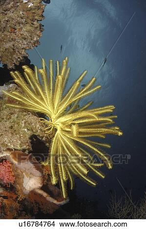 Crinoid (Species unknown). Wakatobi, Onemobaa Island, Indonesia View Large Photo Image Picture - Crinoid (Species unknown). Wakatobi, Onemobaa Island, Indonesia. Fotosearch