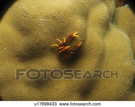 Crinoid squat lobster (Allogathea elegans) in the open on the coral. Pangalo Island. The Philippines. Taken 2007 View Large Photo Image Stock Image - Crinoid squat lobster (Allogathea elegans) in the open on the coral. Pangalo Island. The Philippines. Taken 2007. Fotosearch