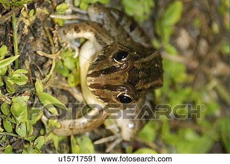 Criolla bullfrog or butter frog, Leptodactylus ocellatus, at night, southern Pantanal, Mato Grosso do Sul, Brazil View Large Photo Image Stock Image - Criolla bullfrog or butter frog, Leptodactylus ocellatus, at night, southern Pantanal, Mato Grosso do Sul, Brazil. Fotosearch