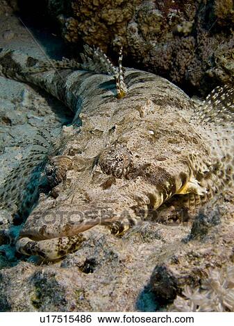 Crocodilefish (Papilloculiceps longiceps) resting on reef. Woodhouse Reef, Sharm El Sheikh, South Sinai, Red Sea, Egypt. View Large Photo Image Stock Photograph - Crocodilefish (Papilloculiceps longiceps) resting on reef. Woodhouse Reef, Sharm El Sheikh, South Sinai, Red Sea, Egypt.. Fotosearch