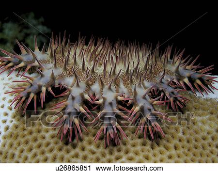Stock Image - Crown of Thorns (Acanthaster planci). The beautiful but deadly coral eating sea star, the crown of thorns. Marsa Alam, Red Sea.. Fotosearch