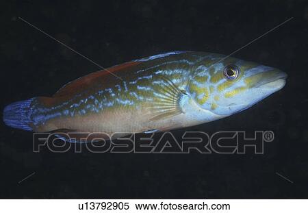 Cuckoo Wrasse (Labrus bimaculatus or L. mixtus) Male. Cornwall, UK (rr) View Large Photo Image Stock Photography - Cuckoo Wrasse (Labrus bimaculatus or L. mixtus) Male. Cornwall, UK (rr). Fotosearch