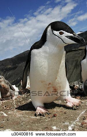 Stock Photograph - Curious adult chinstrap penguin (Pygoscelis Antarctica) inspects the camera on Deception Island, Antarctica.. Fotosearch