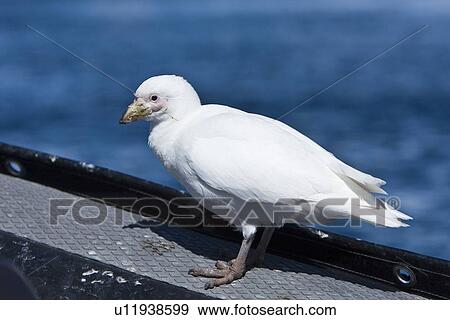 Stock Photo - Curious adult pale-faced sheathbill(s) (Chionis alba) alight on Lindblad Expedition Zodiacs on Useful Island near the Antarctic peninsula. This is the only sheathbill on the Antarctic peninsula, to 65 degrees south. It is also known as the snowy sheathbil. Fotosearch