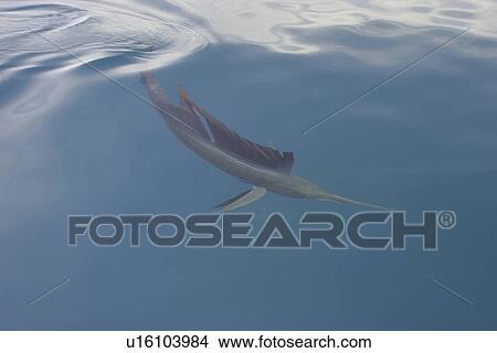 Curious adult Sailfish (Istiophorus platypterus) approaching the boat at the surface in the Gulf of California (Sea of Cortez), Mexico. View Large Photo Image Picture - Curious adult Sailfish (Istiophorus platypterus) approaching the boat at the surface in the Gulf of California (Sea of Cortez), Mexico.. Fotosearch