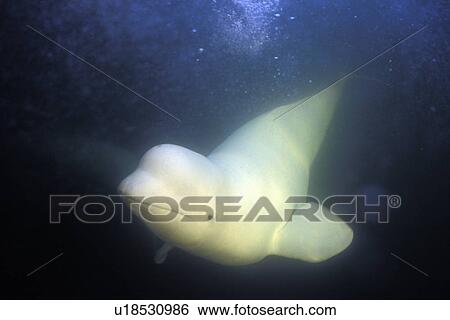 Curious Beluga (Delphinapterus leucas) approach underwater in the Churchill River, Hudson Bay, Manitoba, Canada. View Large Photo Image Stock Photograph - Curious Beluga (Delphinapterus leucas) approach underwater in the Churchill River, Hudson Bay, Manitoba, Canada.. Fotosearch