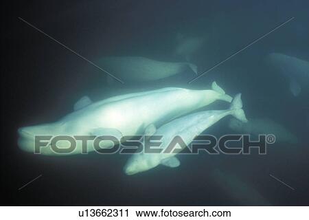 Curious Beluga mother and calf (Delphinapterus leucas) approach underwater (blowing bubbles) in the Churchill River, Hudson Bay, Manitoba, Canada. View Large Photo Image Stock Image - Curious Beluga mother and calf (Delphinapterus leucas) approach underwater (blowing bubbles) in the Churchill River, Hudson Bay, Manitoba, Canada.. Fotosearch