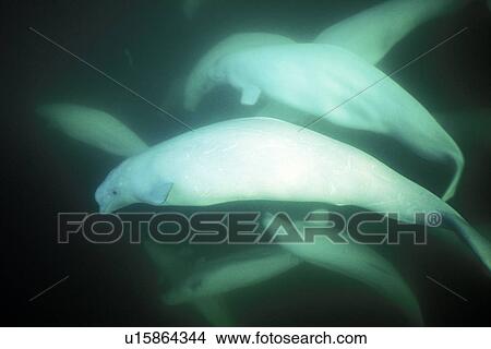 Curious Beluga pod (Delphinapterus leucas) approach underwater in the Churchill River, Hudson Bay, Manitoba, Canada. | View Large Photo Image Picture - Curious Beluga pod (Delphinapterus leucas) approach underwater in the Churchill River, Hudson Bay, Manitoba, Canada. |. Fotosearch