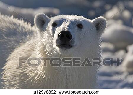 Stock Image - Curious female polar bear (Ursus maritimus) on multi-year ice floes in the Barents Sea off the eastern coast of EdgeÏya (Edge Island) in the Svalbard Archipelago, Norway.. Fotosearch