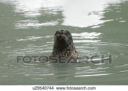 Curious harbor seal (Phoca vitulina) swimming amongst ice calved from the Sawyer Glaciers in Tracy arm, Southeast Alaska, USA. Pacific Ocean. View Large Photo Image Picture - Curious harbor seal (Phoca vitulina) swimming amongst ice calved from the Sawyer Glaciers in Tracy arm, Southeast Alaska, USA. Pacific Ocean.. Fotosearch