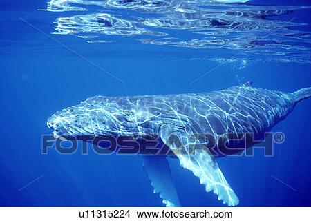 Picture - Curious humpback whale calf underwater in the AuAu Channel, Maui, Hawaii, USA.. Fotosearch