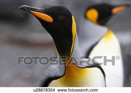 Curious King penguin (Aptenodytes patagonicus) approaches the camera on the beach at Prion Island in the Bay of Isles on South Georgia Island, South Atlantic Ocean. View Large Photo Image Picture - Curious King penguin (Aptenodytes patagonicus) approaches the camera on the beach at Prion Island in the Bay of Isles on South Georgia Island, South Atlantic Ocean.. Fotosearch