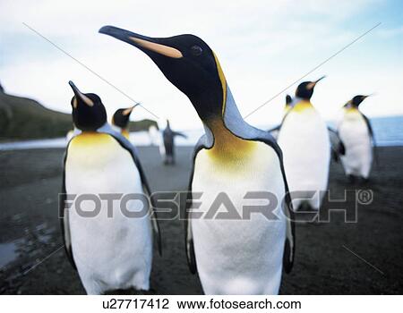Stock Image - Curious King penguins (Aptenodytes patagonica) Livingstone Island, Antarctic Peninsula. Fotosearch