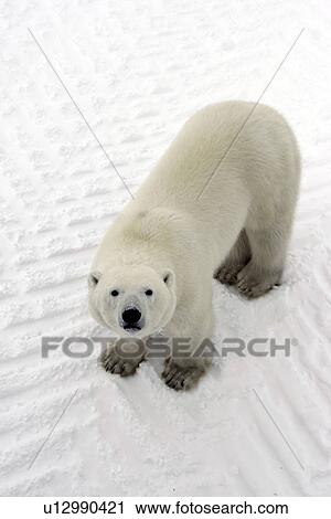 Curious Polar Bear (Ursus maritimus) inspects the photographer near Churchill, Manitoba, Canada. View Large Photo Image Stock Image - Curious Polar Bear (Ursus maritimus) inspects the photographer near Churchill, Manitoba, Canada.. Fotosearch
