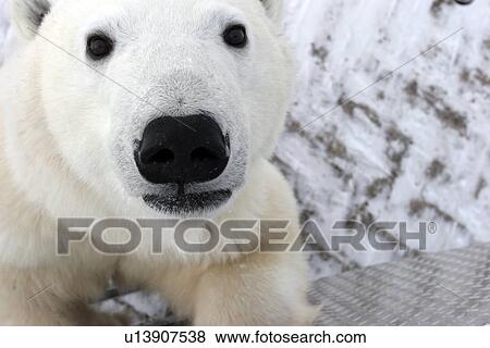 Curious Polar Bear (Ursus maritimus) inspects the photographer near Churchill, Manitoba, Canada. View Large Photo Image Stock Photo - Curious Polar Bear (Ursus maritimus) inspects the photographer near Churchill, Manitoba, Canada.. Fotosearch