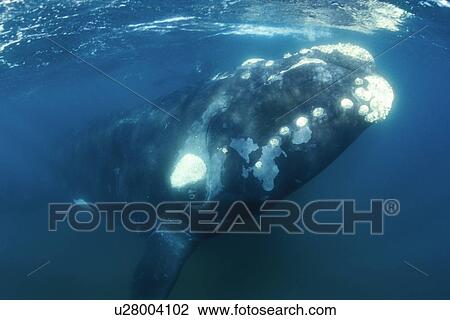 Stock Image - Curious Southern Right Whale (Eubalaena australis) approaching underwater in Golfo Nuevo, Patagonia, Southern Argentina. South Atlantic Ocean.. Fotosearch