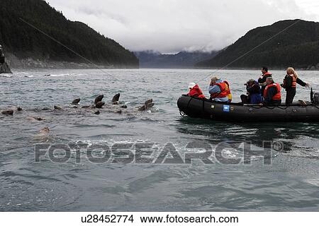 Curious Steller Sea Lions (Eumetopias jubatus) approaching inflatable boat, Southeast Alaska, USA. View Large Photo Image Picture - Curious Steller Sea Lions (Eumetopias jubatus) approaching inflatable boat, Southeast Alaska, USA.. Fotosearch