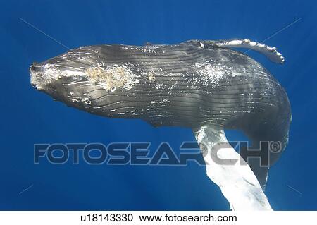 Curious sub-adult female humpback whale (Megaptera novaeangliae) interacting by rolling and approaching time and again in the AuAu Channel, Maui, Hawaii. Pacific Ocean. (rr) View Large Photo Image Stock Image - Curious sub-adult female humpback whale (Megaptera novaeangliae) interacting by rolling and approaching time and again in the AuAu Channel, Maui, Hawaii. Pacific Ocean. (rr). Fotosearch