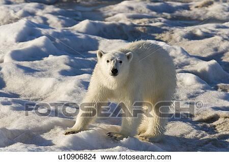 Picture - Curious young female polar bear (Ursus maritimus) on multi-year ice floes in the Barents Sea off the eastern coast of EdgeÏya (Edge Island) in the Svalbard Archipelago, Norway.. Fotosearch