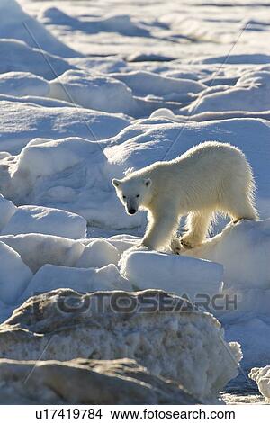 Curious young female polar bear (Ursus maritimus) on multi-year ice floes in the Barents Sea off the eastern coast of EdgeÏya (Edge Island) in the Svalbard Archipelago, Norway. View Large Photo Image Picture - Curious young female polar bear (Ursus maritimus) on multi-year ice floes in the Barents Sea off the eastern coast of EdgeÏya (Edge Island) in the Svalbard Archipelago, Norway.. Fotosearch