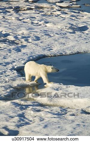 Picture - Curious young female polar bear (Ursus maritimus) on multi-year ice floes in the Barents Sea off the eastern coast of EdgeÏya (Edge Island) in the Svalbard Archipelago, Norway.. Fotosearch