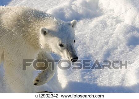 Stock Image - Curious young female polar bear (Ursus maritimus) on multi-year ice floes in the Barents Sea off the eastern coast of EdgeÏya (Edge Island) in the Svalbard Archipelago, Norway. (rr). Fotosearch