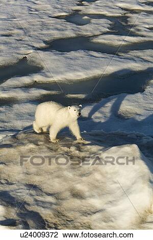Curious young female polar bear (Ursus maritimus) on multi-year ice floes in the Barents Sea off the eastern coast of EdgeÏya (Edge Island) in the Svalbard Archipelago, Norway. View Large Photo Image Stock Image - Curious young female polar bear (Ursus maritimus) on multi-year ice floes in the Barents Sea off the eastern coast of EdgeÏya (Edge Island) in the Svalbard Archipelago, Norway.. Fotosearch