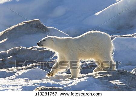 Curious young female polar bear (Ursus maritimus) on multi-year ice floes in the Barents Sea off the eastern coast of EdgeÏya (Edge Island) in the Svalbard Archipelago, Norway. View Large Photo Image Stock Photo - Curious young female polar bear (Ursus maritimus) on multi-year ice floes in the Barents Sea off the eastern coast of EdgeÏya (Edge Island) in the Svalbard Archipelago, Norway.. Fotosearch