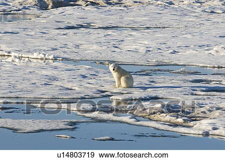 Curious young female polar bear (Ursus maritimus) on multi-year ice floes in the Barents Sea off the eastern coast of EdgeÏya (Edge Island) in the Svalbard Archipelago, Norway. View Large Photo Image Stock Photo - Curious young female polar bear (Ursus maritimus) on multi-year ice floes in the Barents Sea off the eastern coast of EdgeÏya (Edge Island) in the Svalbard Archipelago, Norway.. Fotosearch
