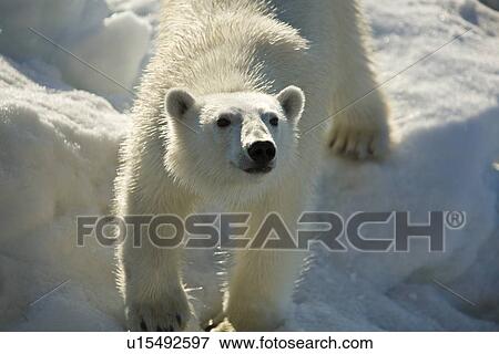 Stock Photo - Curious young female polar bear (Ursus maritimus) on multi-year ice floes in the Barents Sea off the eastern coast of EdgeÏya (Edge Island) in the Svalbard Archipelago, Norway.. Fotosearch
