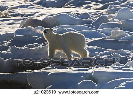 Stock Photo - Curious young female polar bear (Ursus maritimus) on multi-year ice floes in the Barents Sea off the eastern coast of EdgeÏya (Edge Island) in the Svalbard Archipelago, Norway.. Fotosearch