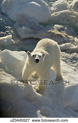 Stock Photo - Curious young female polar bear (Ursus maritimus) on multi-year ice floes in the Barents Sea off the eastern coast of EdgeÏya (Edge Island) in the Svalbard Archipelago, Norway.. Fotosearch