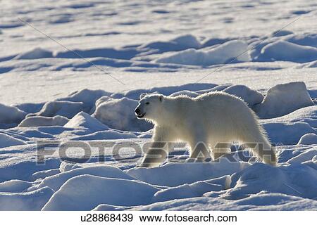 Stock Photo - Curious young female polar bear (Ursus maritimus) on multi-year ice floes in the Barents Sea off the eastern coast of EdgeÏya (Edge Island) in the Svalbard Archipelago, Norway.. Fotosearch