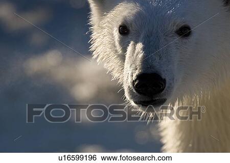 Stock Photograph - Curious young female polar bear (Ursus maritimus) on multi-year ice floes in the Barents Sea off the eastern coast of EdgeÏya (Edge Island) in the Svalbard Archipelago, Norway.. Fotosearch