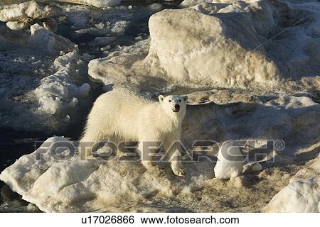 Stock Photograph - Curious young female polar bear (Ursus maritimus) on multi-year ice floes in the Barents Sea off the eastern coast of EdgeÏya (Edge Island) in the Svalbard Archipelago, Norway.. Fotosearch