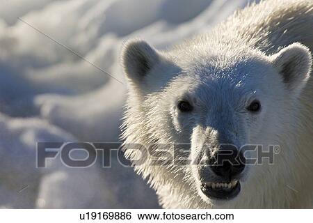 Stock Photograph - Curious young female polar bear (Ursus maritimus) on multi-year ice floes in the Barents Sea off the eastern coast of EdgeÏya (Edge Island) in the Svalbard Archipelago, Norway.. Fotosearch