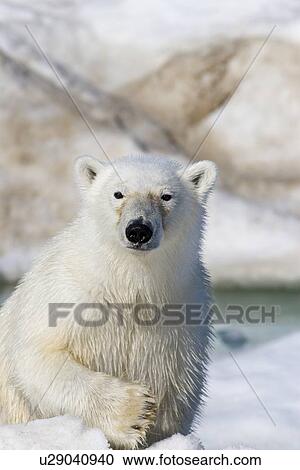 Stock Image - Curious young polar bear (Ursus maritimus) on multi-year ice floes in the Barents Sea off the eastern coast of EdgeÏya (Edge Island) in the Svalbard Archipelago, Norway.. Fotosearch