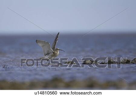 Stock Image - Curlew (Numenius arquata) flying and coming into land. Angus, Scotland, UK. Fotosearch