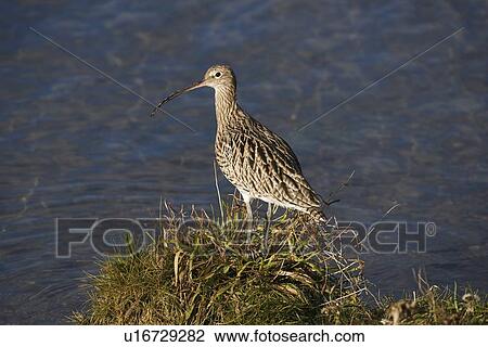 Stock Image - Curlew (Numenius arquata). Northumberland, UK. Fotosearch