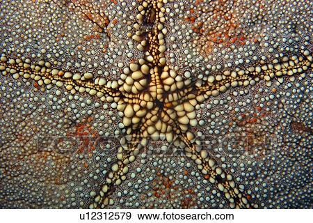 Cushion star, Culcita novaguineae, skin texture, Ailuk atoll, Marshall Islands, Pacific View Large Photo Image Stock Photo - Cushion star, Culcita novaguineae, skin texture, Ailuk atoll, Marshall Islands, Pacific. Fotosearch