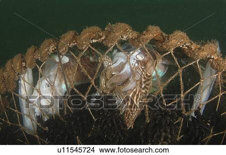 Cuttlefish (Sepia officinalis) Captured in fishing cage. Babbacombe, Torquay, South Devon, UK (rr) View Large Photo Image Picture - Cuttlefish (Sepia officinalis) Captured in fishing cage. Babbacombe, Torquay, South Devon, UK (rr). Fotosearch
