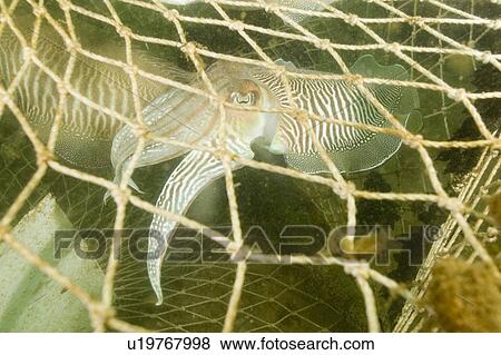 Stock Photo - Cuttlefish (Sepia officinalis) Captured in fishing cage. Babbacombe, Torquay, South Devon, UK. Fotosearch