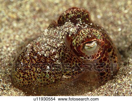 Picture - Cuttlefish (Sepia officinalis) changing colour. Scraggane, The Maharees, County Kerry, Ireland . Fotosearch