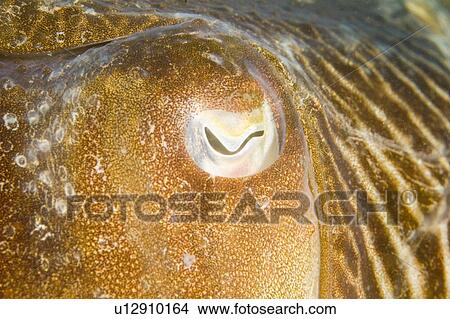 Cuttlefish (Sepia officinalis) Close up of eye. Babbacombe, Torquay, South Devon, UK View Large Photo Image Picture - Cuttlefish (Sepia officinalis) Close up of eye. Babbacombe, Torquay, South Devon, UK. Fotosearch