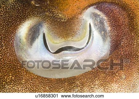 Cuttlefish (Sepia officinalis) Close up of eye. Babbacombe, Torquay, South Devon, UK View Large Photo Image Stock Image - Cuttlefish (Sepia officinalis) Close up of eye. Babbacombe, Torquay, South Devon, UK. Fotosearch