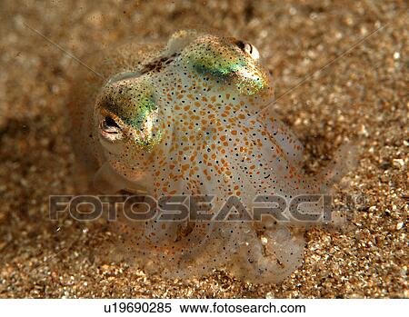 Cuttlefish (Sepia Officinalis) Location unknown View Large Photo Image Stock Photography - Cuttlefish (Sepia Officinalis) Location unknown. Fotosearch