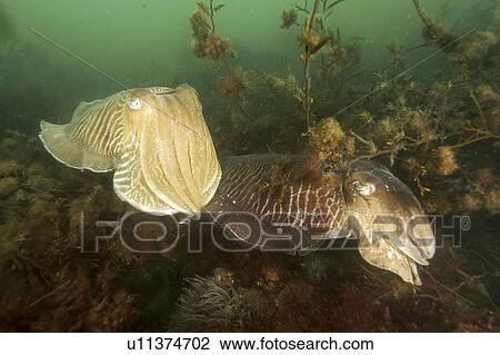 Cuttlefish (Sepia officinalis) Courtship. Babbacombe, Torquay, South Devon, UK View Large Photo Image Stock Image - Cuttlefish (Sepia officinalis) Courtship. Babbacombe, Torquay, South Devon, UK . Fotosearch