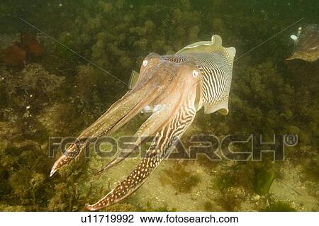 Cuttlefish (Sepia officinalis). Babbacombe, Torquay, South Devon, UK View Large Photo Image Stock Image - Cuttlefish (Sepia officinalis). Babbacombe, Torquay, South Devon, UK. Fotosearch
