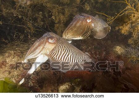 Cuttlefish (Sepia officinalis) Mating/Courtship. Babbacombe, Torquay, South Devon, UK View Large Photo Image Stock Image - Cuttlefish (Sepia officinalis) Mating/Courtship. Babbacombe, Torquay, South Devon, UK. Fotosearch