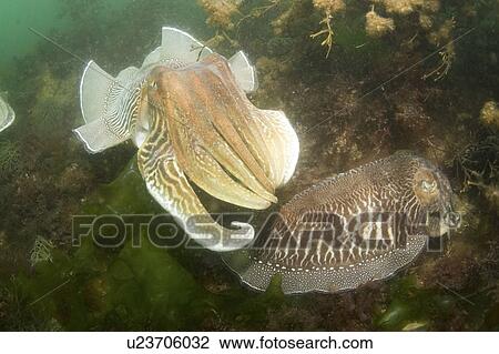 Cuttlefish (Sepia officinalis) Courtship. Babbacombe, Torquay, South Devon, UK View Large Photo Image Stock Image - Cuttlefish (Sepia officinalis) Courtship. Babbacombe, Torquay, South Devon, UK. Fotosearch